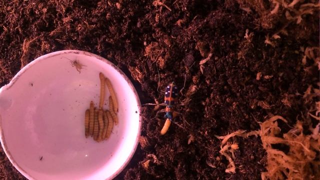 Скакун cicindela chinensis ест личинку мучного хрущака смотреть онлайн