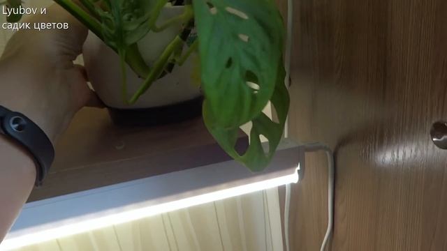 Комнатные цветы/растения. Обзор цветочных полок июнь 2019 (3 часть). смотреть онлайн