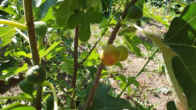 Созревание инжира в средней полосе России 26 июля 2020 смотреть онлайн