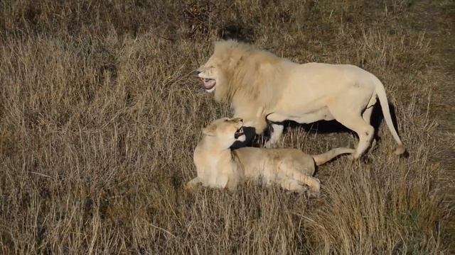 Ирина Вронская: неотразимый блондин! White lion and lioness! смотреть онлайн