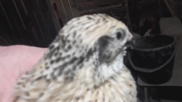 Как различать маньчжурских перепелов самца от самки Зауральское подворье смотреть онлайн