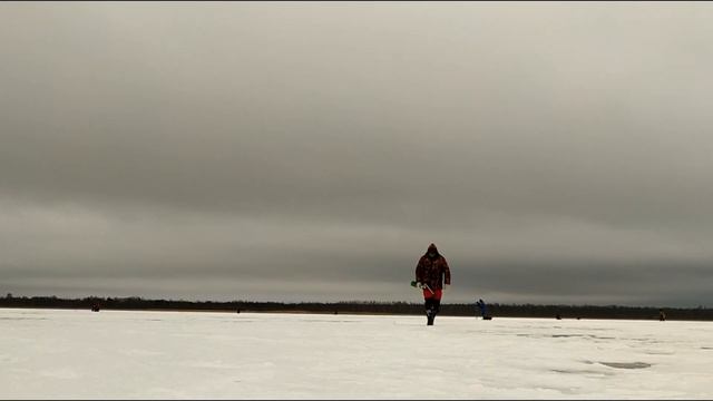 Цирковые Представления и Шоу