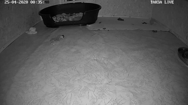 Я Такса ?DAY 74.Щенки таксы онлайн ? Dachshund Puppies Online