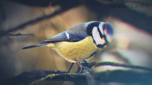 НАДЕЛАЛА СИНИЦА ШумУ, А МОРЕ НЕ ЗАЖГЛА: смысл и значение смотреть онлайн