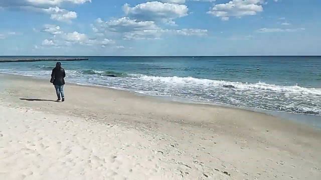 Чихуахуа гуляет у моря смотреть онлайн