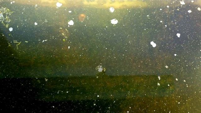 Живая ДАФНИЯ. Возрождении культуры после ледяного сна. Живой корм для рыб. смотреть онлайн