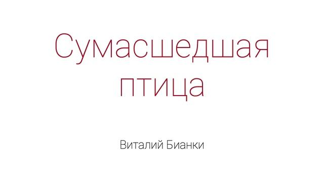 Сумасшедшая птица