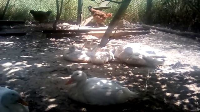 Что с утками? Расклева больше нет.вес тушки кролика в 4 месяца