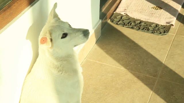 Грузинские собаки смотреть онлайн