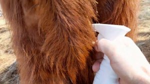 Борьба с клещами на КРС