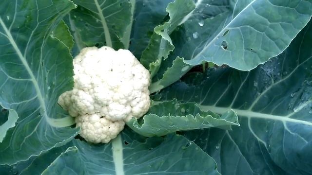 Цветная капуста Коза дереза и Уайтэксель. смотреть онлайн