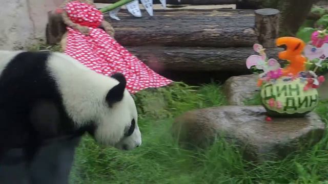 День Рождения панд смотреть онлайн