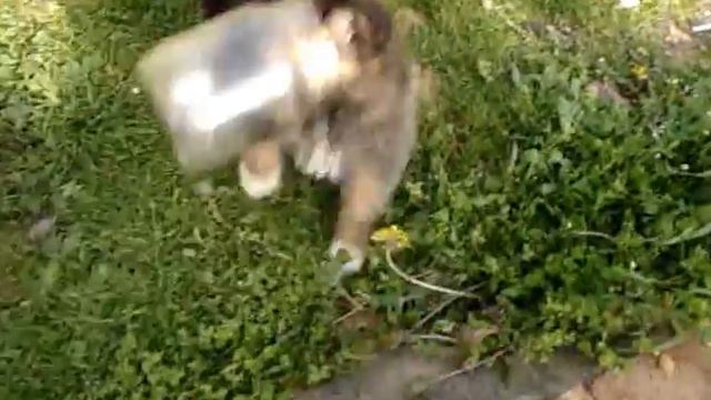 щенок в банке.MPG смотреть онлайн