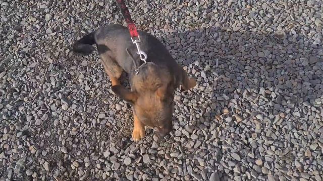 Спасённая из заброшки в поле такса Ласка и её щенки уехали в семью/Стерилизация собак смотреть онлайн