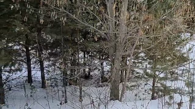 ЗИМНИЙ ЛЕС !!! 4К смотреть онлайн