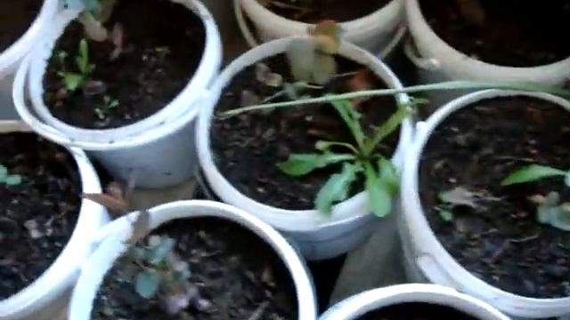 ЭВКАЛИПТ ИЗ СЕМЯН 3 (ЗИМОВКА) смотреть онлайн
