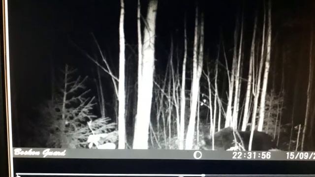 Фотоловушки в Елово-2 смотреть онлайн