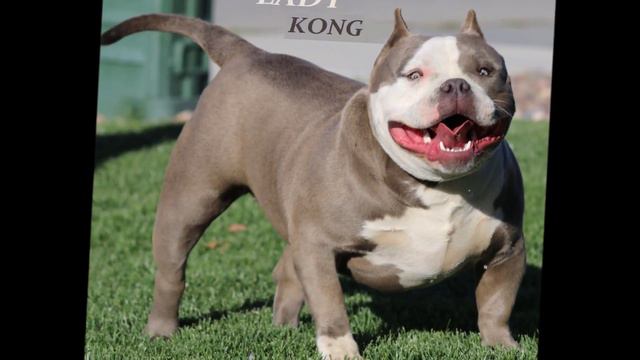 West Coast Bully Unit смотреть онлайн