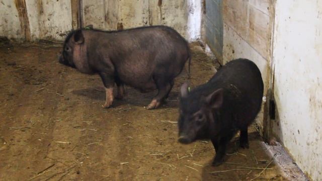 Вьетнамские и корейские поросята. Различия. / Vietnamese pig смотреть онлайн