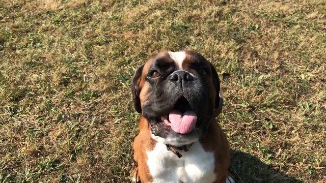 Месяц, как нет моего Тазика. Вспомним 2018 год❤️ смотреть онлайн