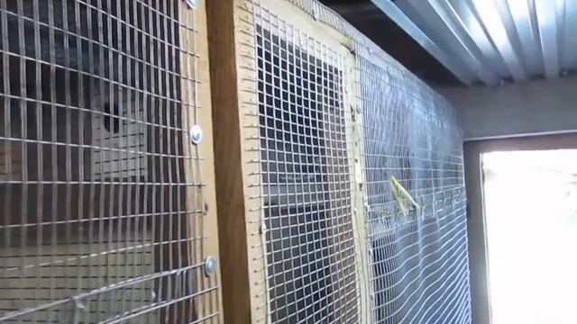 Кореллы. Соединил 2 пары корелл. смотреть онлайн