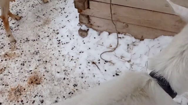 Вечерние пельмени. Рождественские гадания. смотреть онлайн