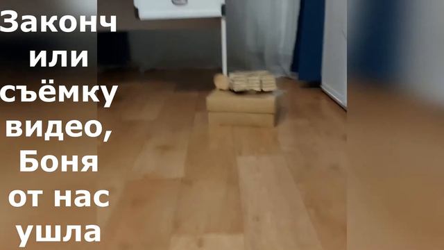Неудачные дубли №2 #хомяк #хомякбоня Unsuccessful takes #hamster #hamsterbonya смотреть онлайн