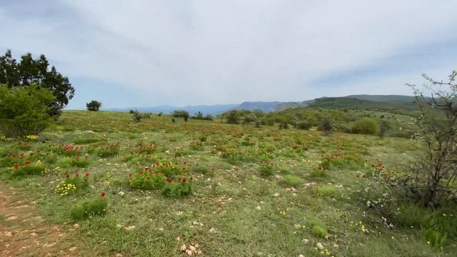 Цветение ДИКИХ ПИОНОВ в Крыму! Поспеши! #крым #пионы #отдыхвкрыму #севастополь смотреть онлайн