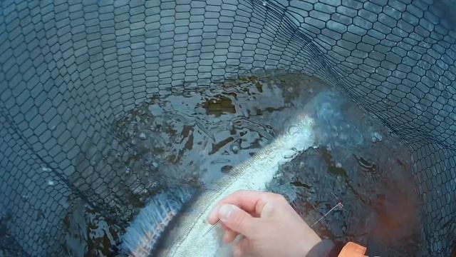 РЕКОД PAL! Самая КРУПНАЯ РЫБА! Сломавшийся мотор не помешал нам! смотреть онлайн