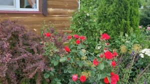 ЦВЕТУТ РОЗЫ, зимующие без укрытия в Подмосковье: 2022 г.