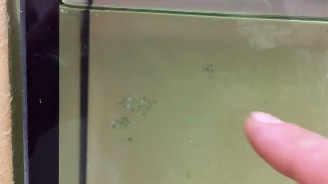 Бронебойная икра золотистого сомика смотреть онлайн