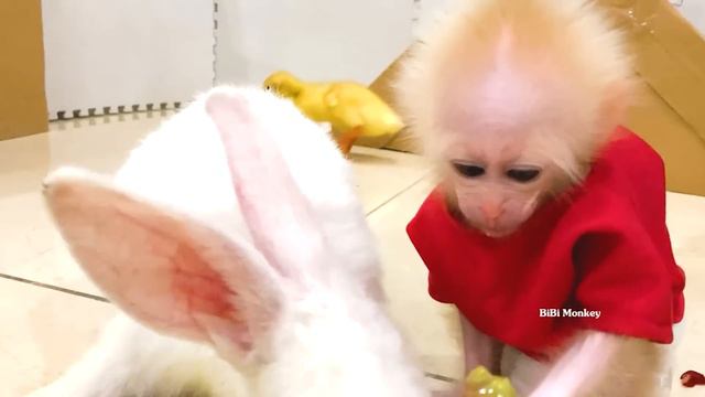 The amazing development process of monkey Bibi! смотреть онлайн