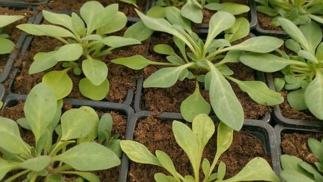 Обзор цветочной рассады от 01.04. 2022 смотреть онлайн