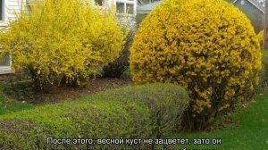 Обрезка форзиции — как и когда делать