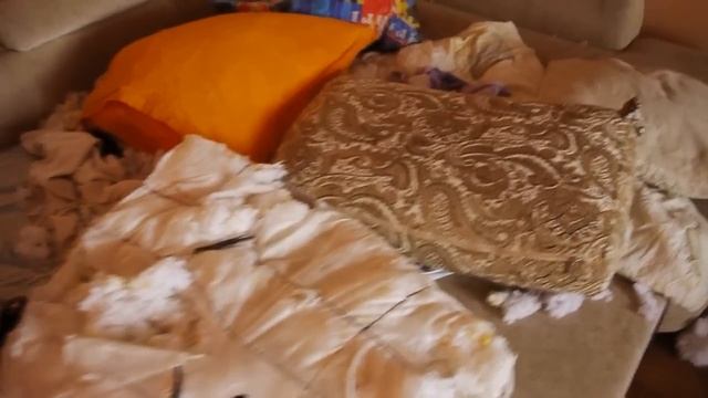 Лабрадор и кот потусили дома смотреть онлайн