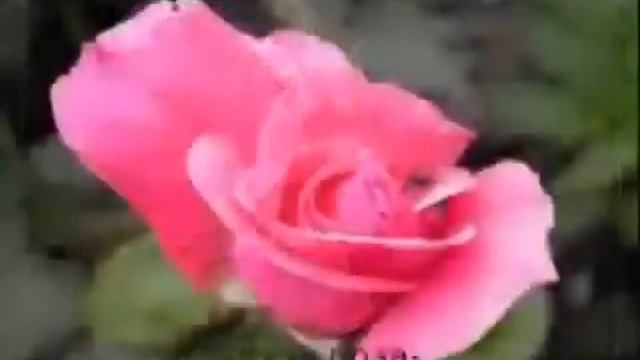 9 роз счастья смотреть онлайн