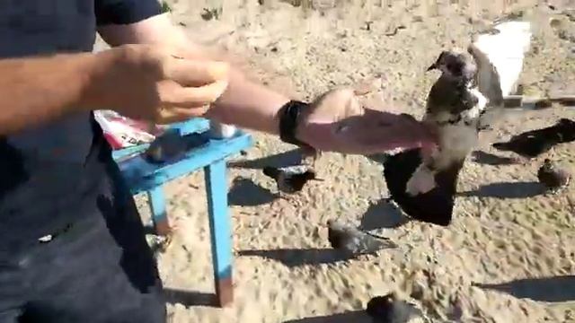 Голуби клюют арахис смотреть онлайн