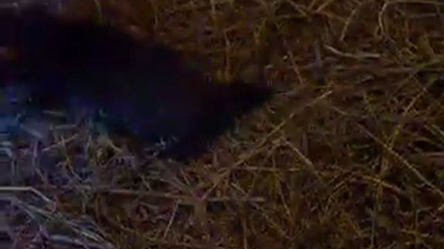 Хорьки смотреть онлайн