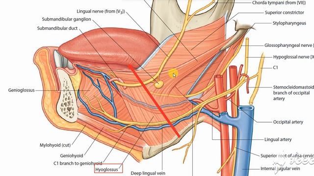 Submandibular gland relations 4 смотреть онлайн