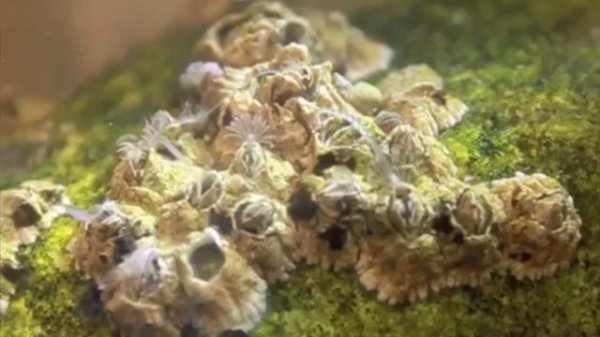 Science Today: Barnacle Romance | California Academy of Sciences