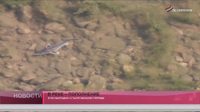 В реке – пополнение смотреть онлайн