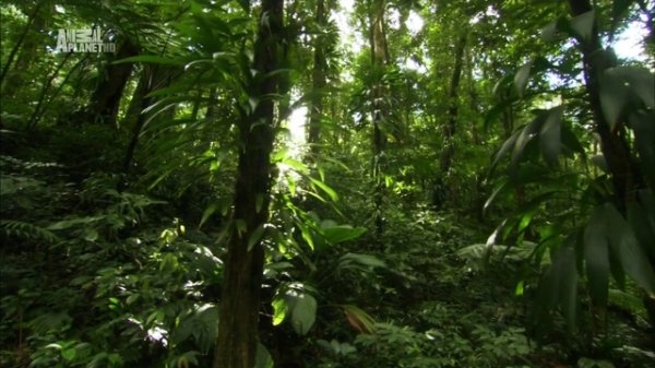 Неизведанные острова - Карибские острова (Caribbean)