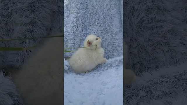 продажа.кошечка скоттиш страйт смотреть онлайн