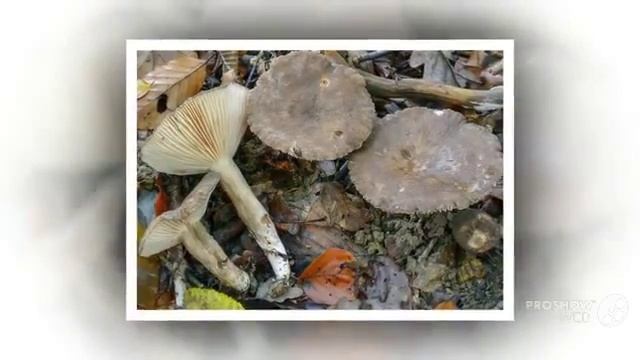Lactarius Ruginosus - Fungi Kingdom