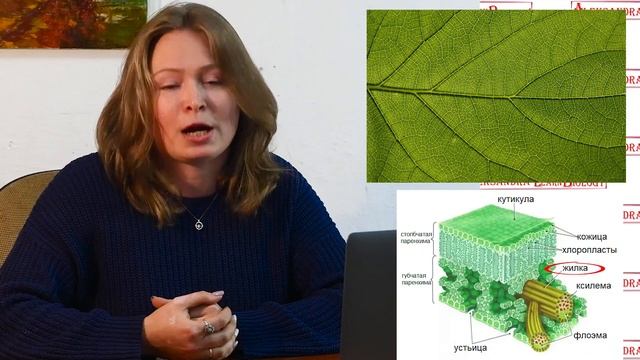 Внутреннее строение и видоизменения листьев. смотреть онлайн