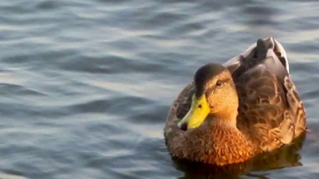 Lake Pymatuning Pennsylvania 2014, 2016 смотреть онлайн