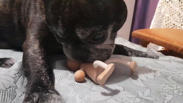 Французский бульдог ЧАК и пиноккио ( буратино) .🐕😂 смотреть онлайн