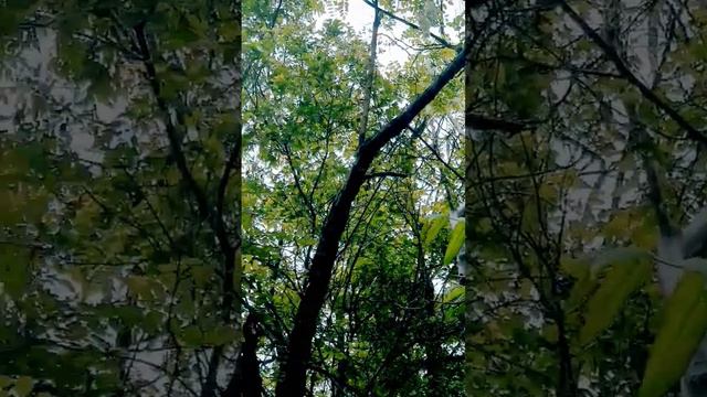 @Acacia🌿진한 꽃향기와 숲 속의 바람소리😊 смотреть онлайн