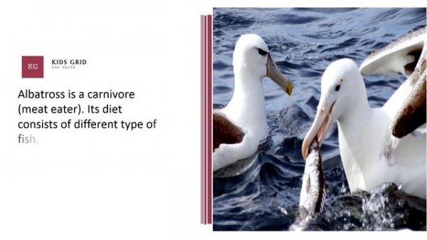 Albatross facts for kids – Interesting information about Albatross diet & Lifespan