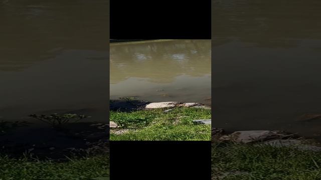 Сибирская черепашка смотреть онлайн